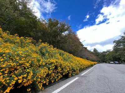 台中出現「200公尺黃金花瀑」！整片鮮黃小花超夢幻　只美到12月中