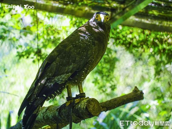 ▲▼鷹遭「不當飼養」全身虛弱　經培訓獲新生成「保育大使」。（圖／台北市立動物園授權提供）