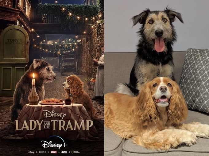 ▲Disney+ 6部原創作品。（圖／翻攝自IMDb，IG@ ladyandthetramp，Disney+）