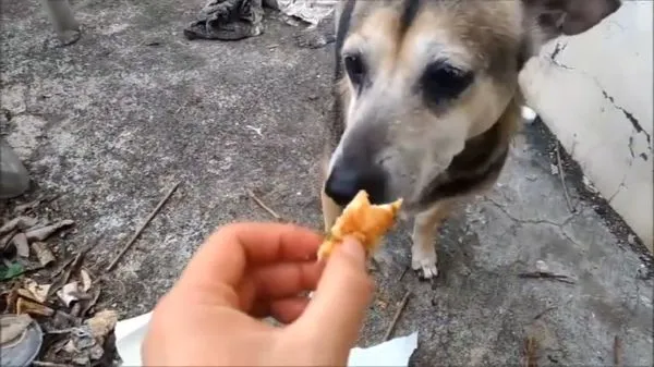 ▲▼網紅「王希銘」悼念愛犬！網路賣煙替上香遭罰1萬元。（圖／翻攝王希銘YouTube）