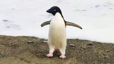 南極企鵝漂流3千公里！紐居民擔心牠落單被吃掉　專家憂：暖化傷害超乎想像