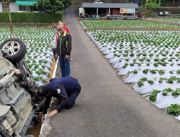 ▲草莓田一天掉一輛車！　通過大湖這條小徑「比考駕照還難」。（圖／翻攝黃惠琴臉書）