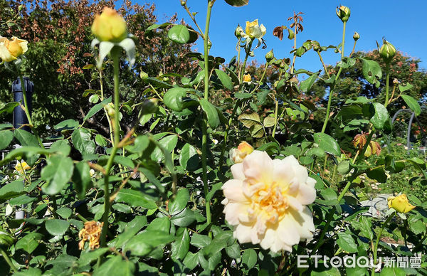 ▲四季開花的「摩妮琉」（又稱魔力光輝），是圓瓣彩球狀的英國玫瑰。（圖／取自台北市政府網站）