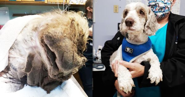美國動保團體日前救援了一隻全身被髒毛覆蓋，連口鼻都被遮住的動物，經過照料後變身成一隻超可愛的狗狗。（翻攝自臉書HEART of LCAC）