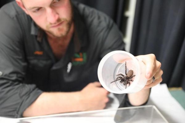 澳洲今年爆發蜘蛛危機，相關當局已對市民發出警告。（翻攝Australian Reptile Park Facebook）