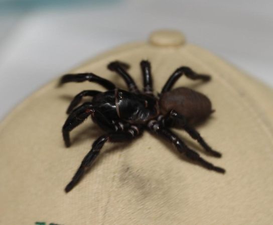 澳洲漏斗網蜘蛛毒性猛烈，性格也非常兇猛。（翻攝維基百科）