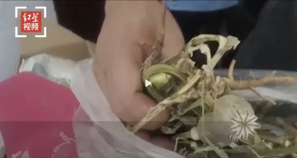 ▲▼四川一家羊肉店被抓到在湯裡放入罌粟果。（圖／翻攝自微博／红星新闻）