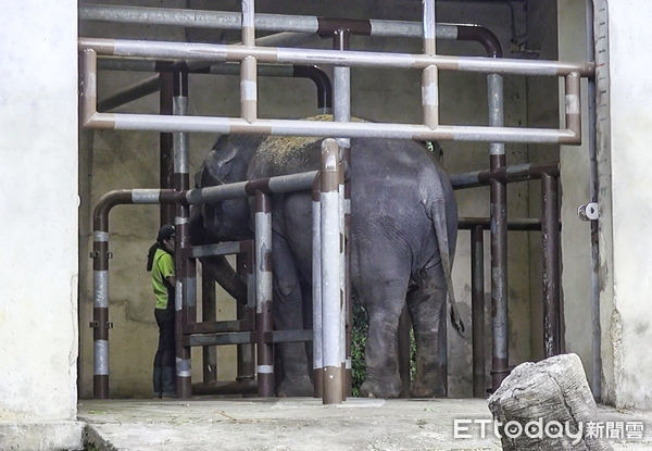 ▲▼冬令將至，動物們提早回室內欄舍休息。（圖／台北市立動物園提供，請勿隨意翻拍，以免侵權。）