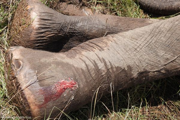 肯亞大象腿部挖出箭頭。（圖／翻攝自Sheldrick Wildlife Trust臉書）