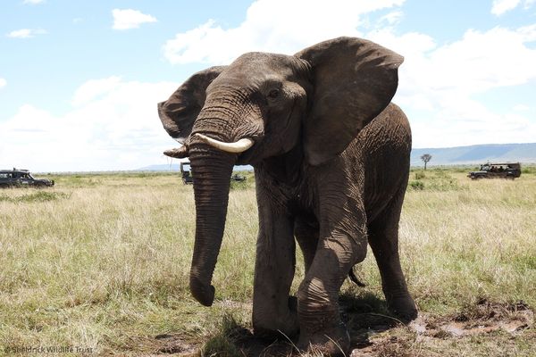 肯亞大象腿部挖出箭頭。（圖／翻攝自Sheldrick Wildlife Trust臉書）