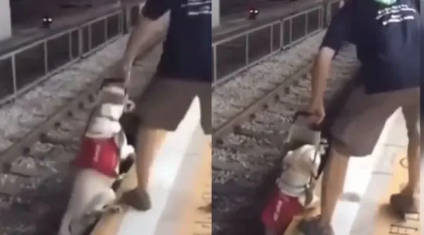 ▲▼香港導盲拉拉「被丟鐵軌」引眾怒！導盲犬服務中心：是在訓練狗狗。（圖／翻攝臉書）