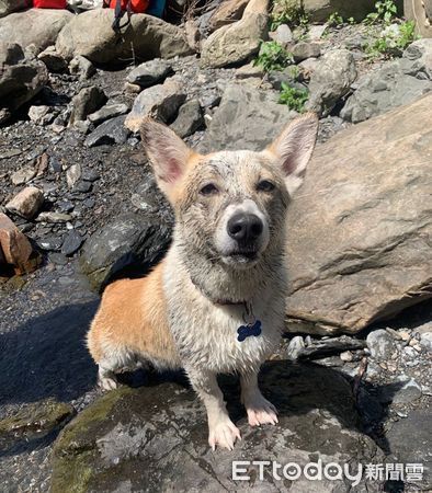 ▲▼柯基犬著急哭泣「跳下水找爸爸」　　短腿划10秒見他滅頂游回岸邊。（圖／網友Pinga Liang授權提供）