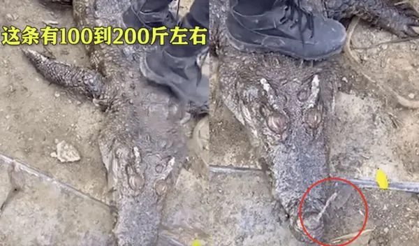 ▲▼鱷魚溺水身亡！養殖場：膽子小被嚇到「躲水裡死不上來」。（圖／翻攝微博）