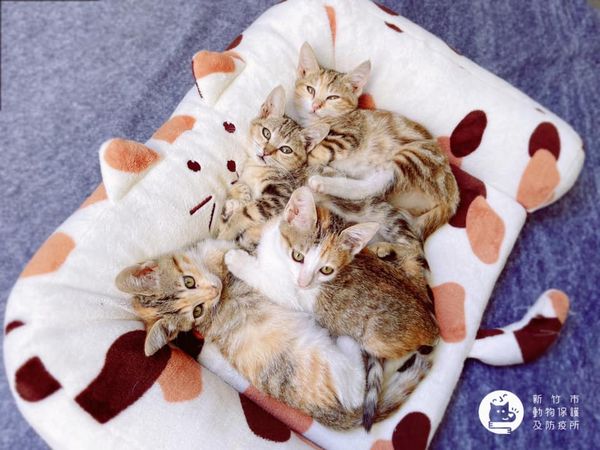 新竹「超可愛烏龍麵」等一個家　5幼貓今開放認養。（圖／新竹市動物保護及防疫所）