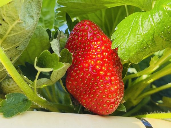 ▲大湖草莓季近日開跑，目前共有4間草莓園開放採摘。（圖／大湖旅遊網提供）