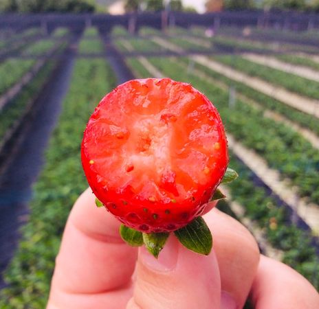 ▲目前香水草莓市佔率超過九成，經過這幾年蜜蜂授粉改良，其果肉綿密、入口即化。（圖／大湖旅遊網提供）