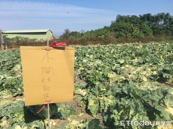 ▲許姓農民表示，栽種了8分地高麗菜，今年因氣候關係高麗菜不好管理，品質不怎麼好，賣得便宜還被盜採。 （圖／記者蔡佩旻翻攝）