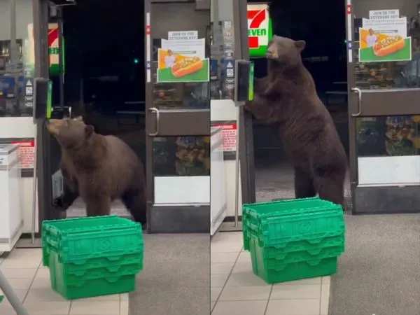 ▲▼美國奧林匹克州近日有一隻棕熊闖進一間7-Eleven，行為過於人性化，引發網友討論。（圖／翻攝自Tiktok／fmunna83pk）