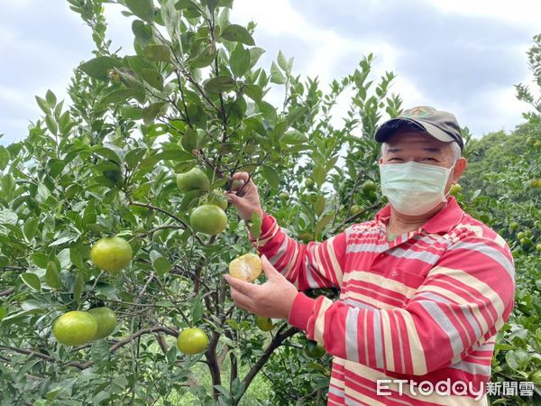 ▲新北八里帝王柑正值產季 甘甜爽口帶有檸檬清香。（圖／新北市農業局提供）