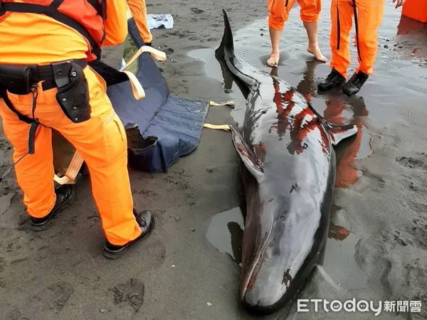 ▲▼亞成鯨的偽虎鯨擱淺宜蘭沙灘，救援人員急送基隆八斗子救援站照護。（圖／記者游芳男翻攝，下同）