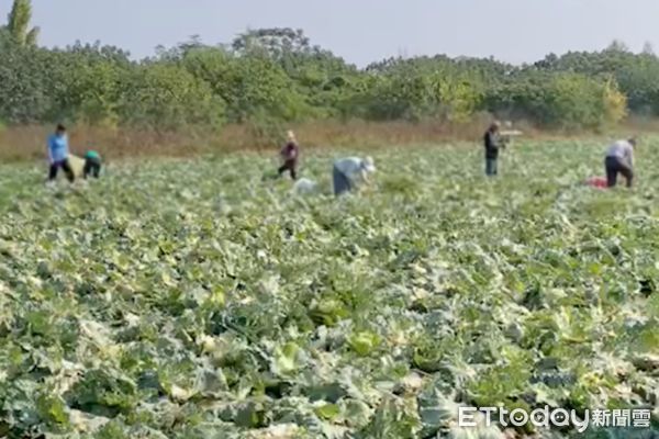 ▲雲林麥寮鄉昨日發生高麗菜田遭民眾揪團收割離譜事件，許姓田主帶著採收工人前往菜田當場撞見十多名陌生人在田裡「幫忙採收」直呼損失慘重。 （圖／記者蔡佩旻翻攝）