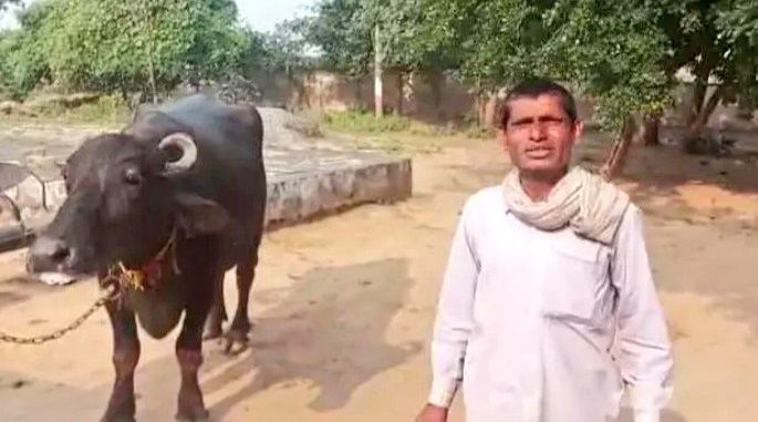 ▲▼印度一名男子懷疑自家水牛中邪所以拒絕被擠奶，於是將水牛帶到警局求助。（圖／翻攝自推特／@Tushar_KN）