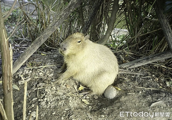 ▲▼口袋莎睡覺被騷擾！萌水豚也搶位。（圖／台北市立動物園授權提供）