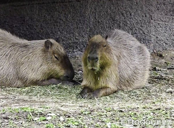 ▲▼口袋莎睡覺被騷擾！萌水豚也搶位。（圖／台北市立動物園授權提供）