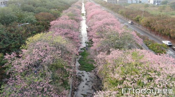 ▲雲林縣虎尾鎮建成路旁延綿約兩公里的美人樹，在每年11月至12月浪漫盛開， 連日來已有不少民眾前往賞花拍照。（圖／記者蔡佩旻翻攝）