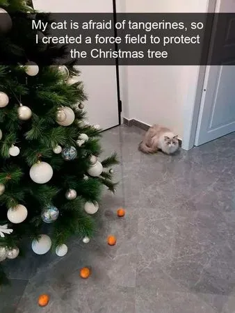 聖誕樹防禦。（圖／翻攝自Irene Olocco臉書）
