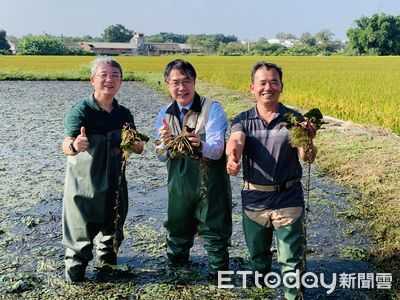 為水雉寶寶犧牲3分之1產值！農友被笑傻瓜　全聯以1倍市價採購