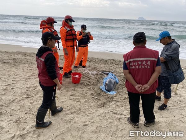 ▲救援海洋保育類動物 新北動保處籲「3要4不原則」。（圖／新北市動保處提供）