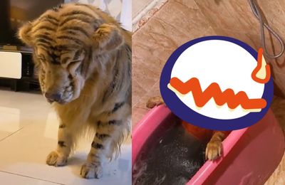 飼主用顏料將愛犬變身「百獸之王」 牠無奈沮喪畫面曝掀戰