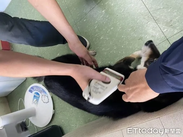 ▲台南市警四分局華平派出所所長施少迪，帶黑色毛孩柴犬「酷羅」到寵物醫院掃晶片，循線通知飼主平安領回。（圖／記者林悅翻攝，下同）