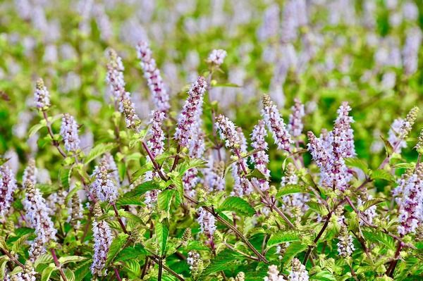 ▲2021桃園仙草花節登場