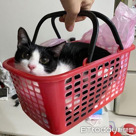 ▲▼麵嚕（圖／飼主羅小姐授權）