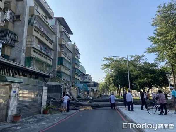 ▲高雄路樹倒塌砸民宅。（圖／記者許宥孺翻攝）