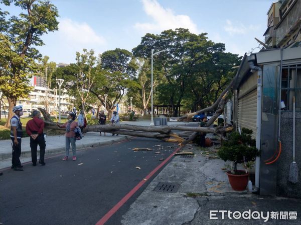 ▲▼高雄路樹倒塌砸毀民宅遮雨棚。（圖／記者許宥孺翻攝）