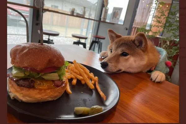 ▲▼柴犬兩眼直盯漢堡。（圖／翻攝自推特／@isobe0912）
