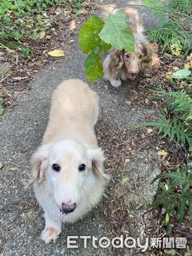 ▲毛毛你在哪／臘腸犬南投露營走失　「鼻頭有黑點」全家人都想念牠。（圖／飼主周先生提供）