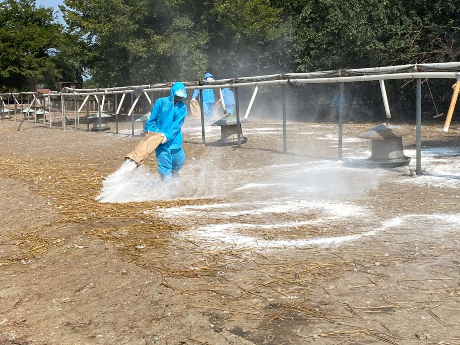 ▲雲林二崙鄉一處肉鵝禽場檢出新型H5N2亞型高病原性禽流感病毒，動植物防疫於昨日執行共1707隻71日齡肉鵝撲殺銷毀作業，並督導業者完成場區清潔及消毒工作。（圖／記者蔡佩旻翻攝）