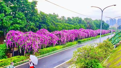 花期倒數！新北百公尺「紫色花瀑」大爆開　蒜香藤秘境超壯觀