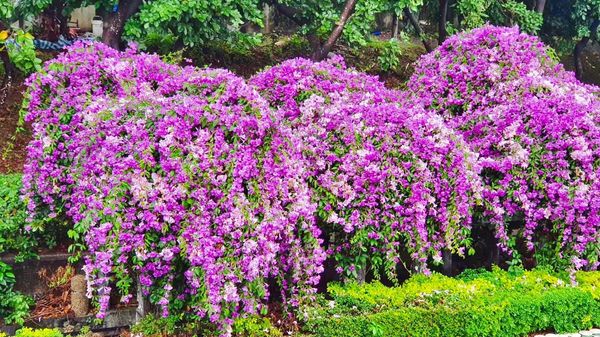 ▲楓樹河濱公園「蒜香藤」11/19花況。（圖／銀髮一起玩提供，請勿隨意翻拍，以免侵權）