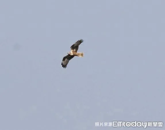 ▲野鳥學會紀錄到東方澤鵟於出海口上方飛行，真實展現出濁水溪出海口珍貴生態與自然環境。（圖／野鳥學會王振芳提供）