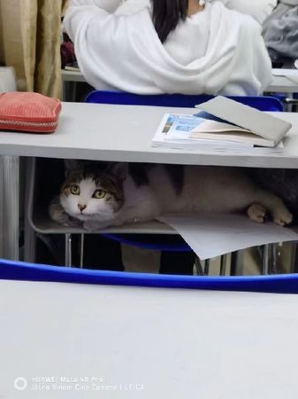 圖書館的貓。（圖／翻攝自微博@戒貓中心）