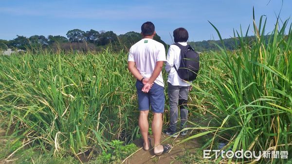 ▲新北三芝茭白筍農損現金救助 12月2日前快到區公所申請。（圖／新北市農業局提供）