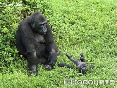 動物園母猩猩1天拔毛62分鐘身上多處禿塊　還去拔老公的腰、腿毛