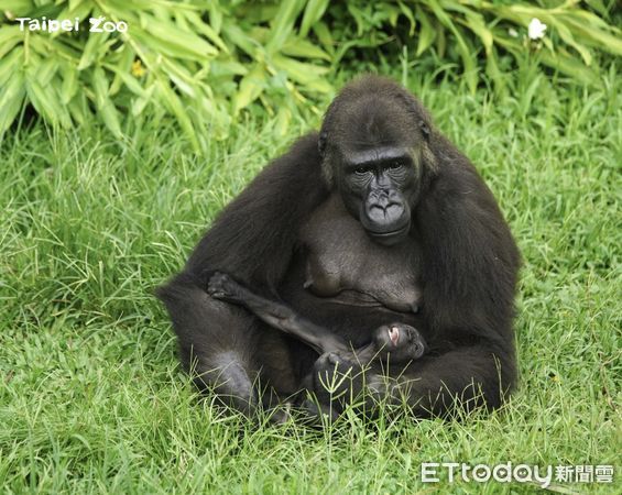 金剛猩猩Iriki拔毛。（圖／台北市立動物園提供）