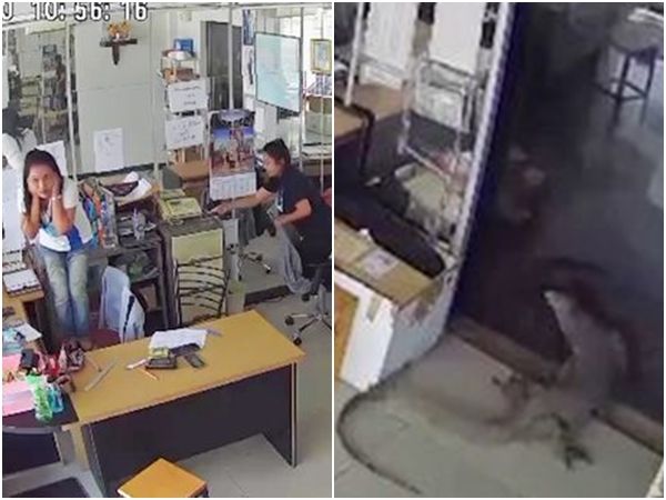 ▲▼泰國巨蜥撞進辦公室，女員工嚇壞。（圖／翻攝自推特）