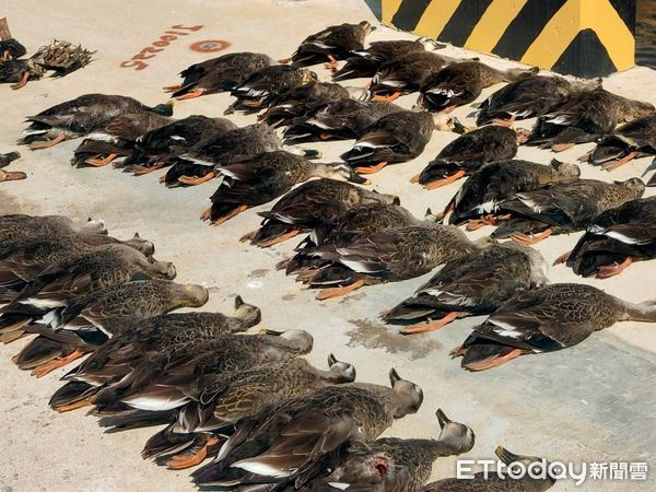 ▲▼金門大量鳥類遭毒死。（圖／記者林名揚翻攝）